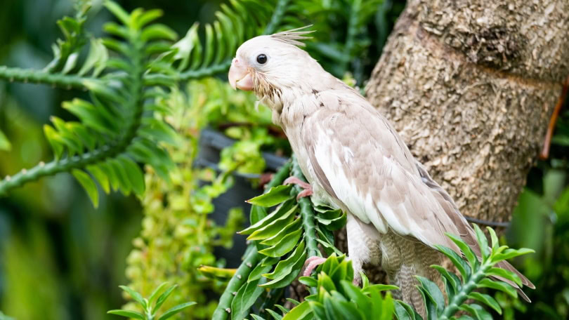 white faced cockatiel
