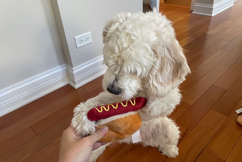 white fluffy dog playing with pooch perks plush toy