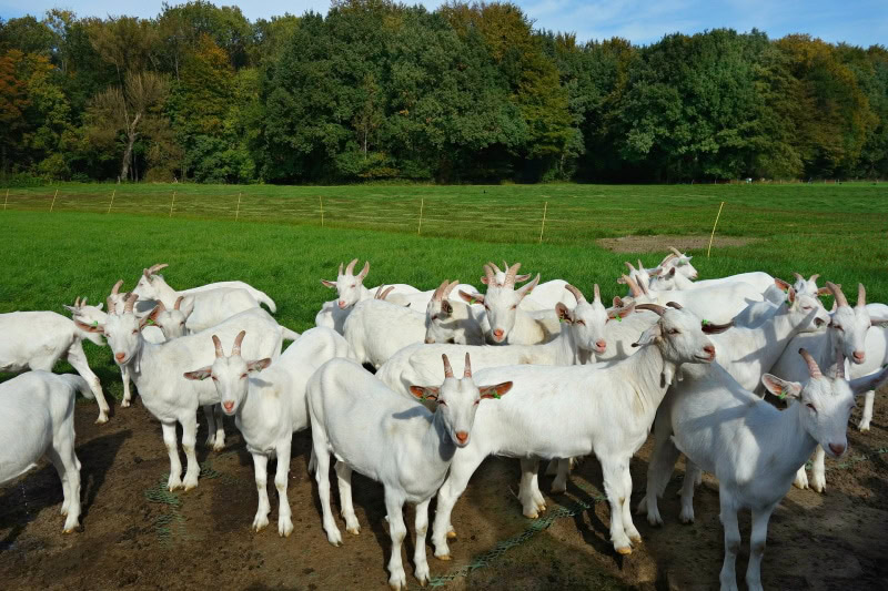 white goats in the farm