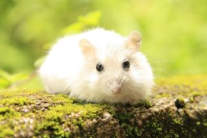 Image showcasing 10 Common Hamster Diseases: Vet-Verified Signs & Treatment | The Vet Desk