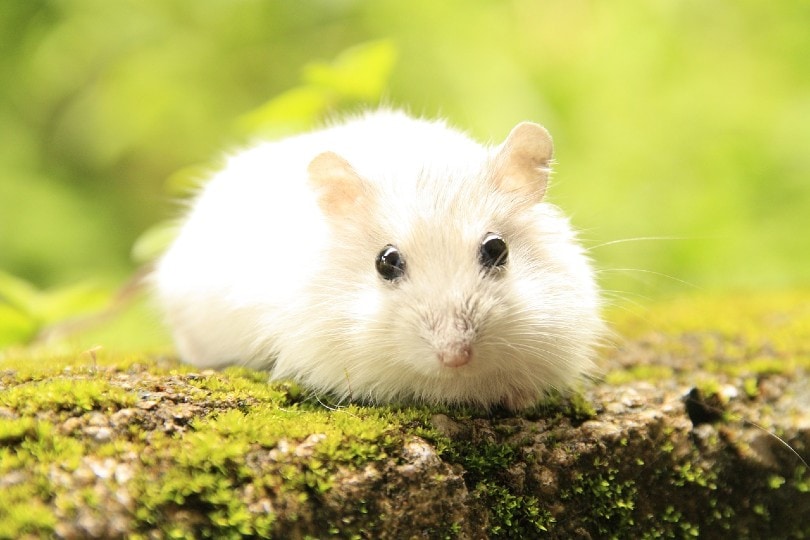 white hamster