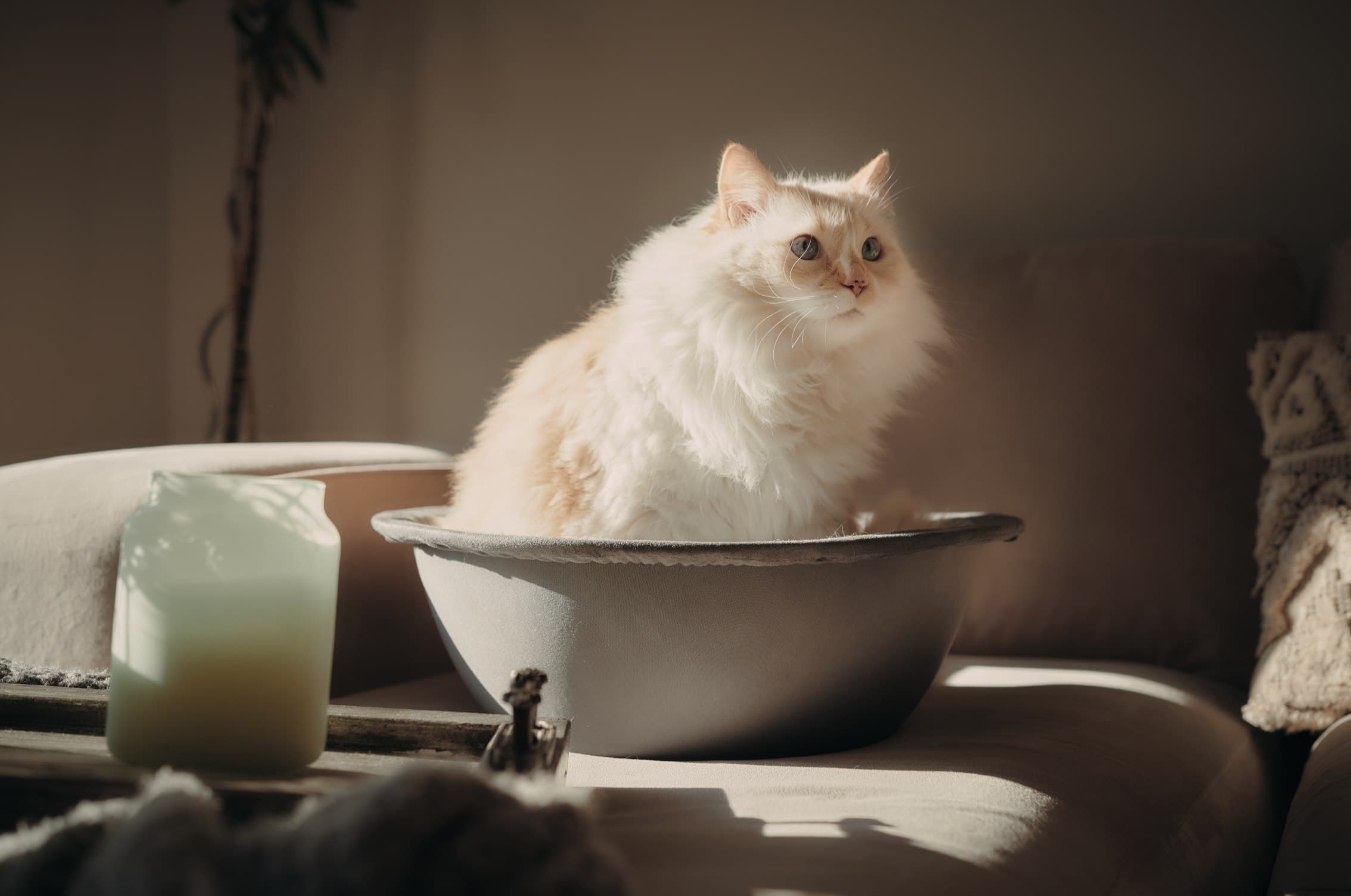 white himalayan persian cat in hepper nest on couch 2