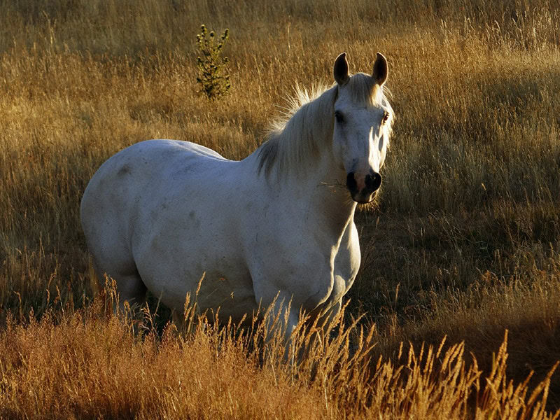 white horse in the meadow