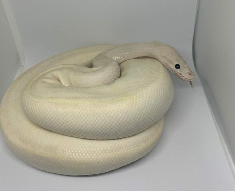 white ivory male ball python_Edwini9_shutterstock