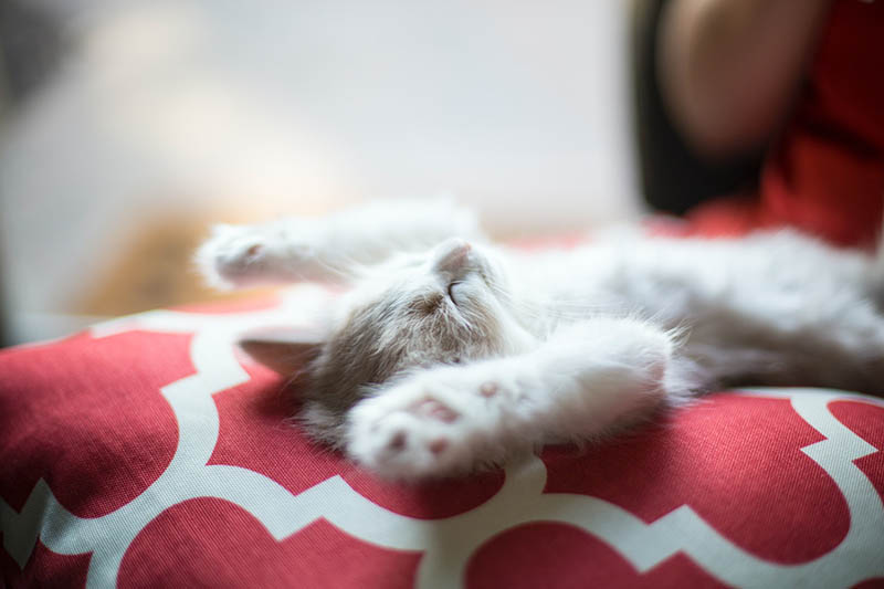 white kitten lying