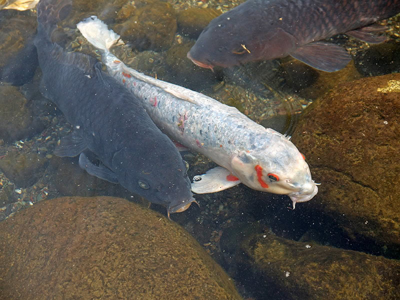white koi in between two black koi in the water