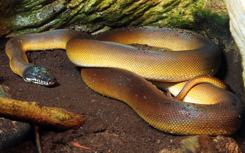 white lipped python in terrarium