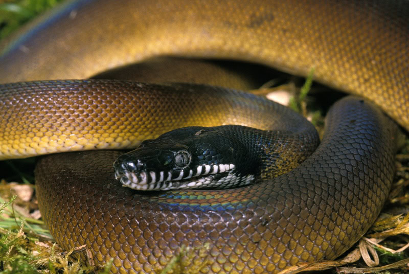 white lipped python
