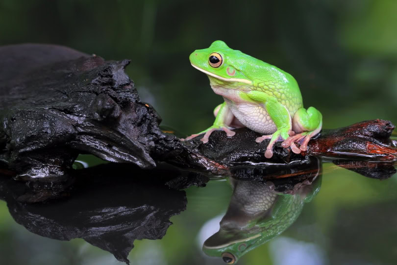 white lipped tree frog