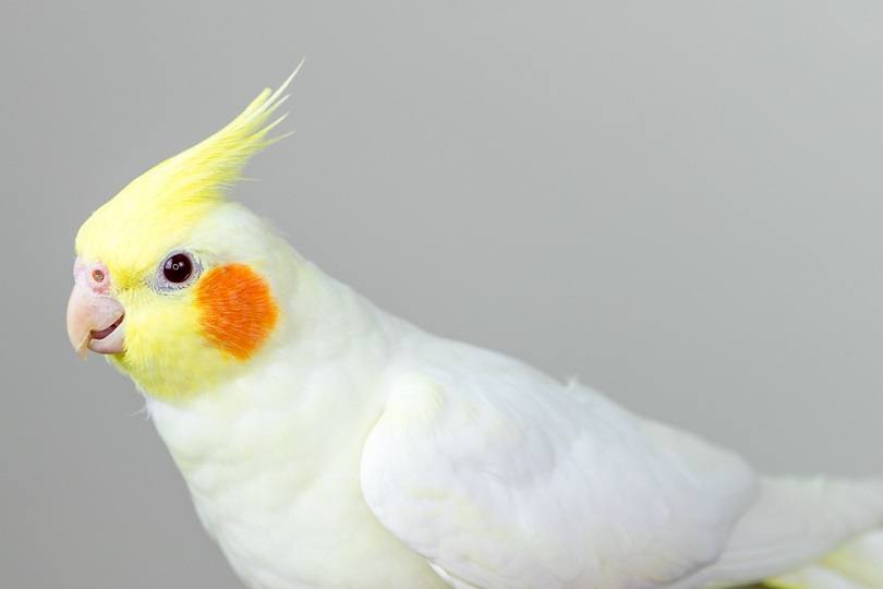 white lutino cockatiel_Wirestock Creators_shutterstock