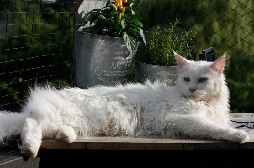 white maine coon lying