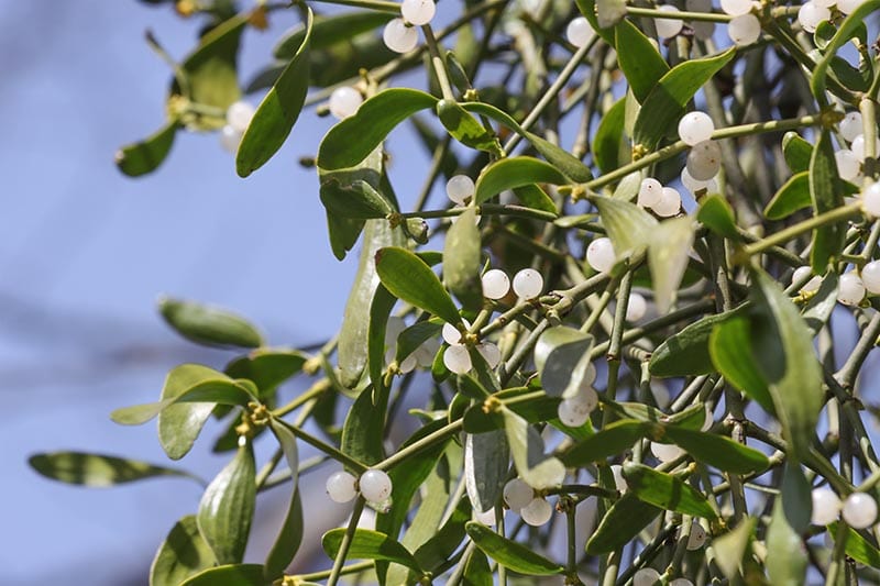 white mistletoe berries