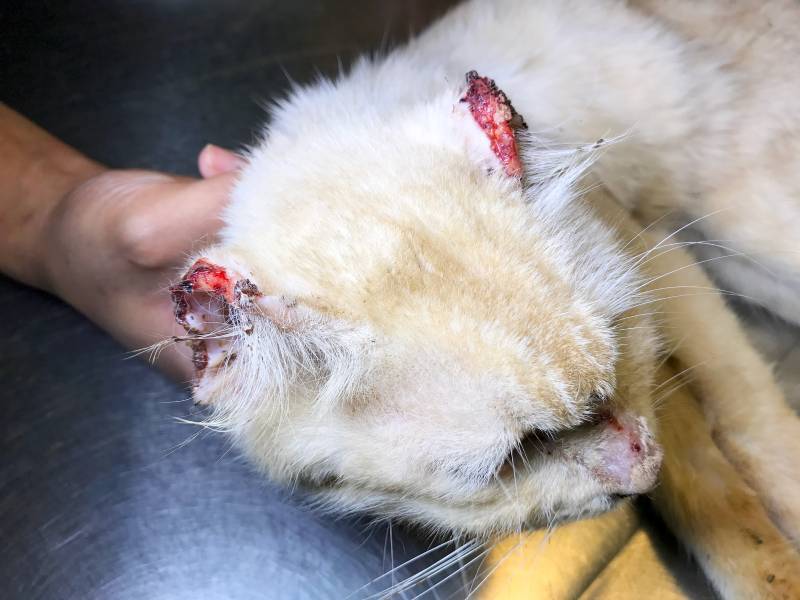 white old male feline cat with lesion of skin cancer