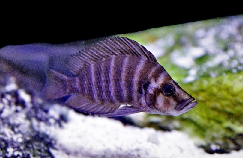 white pearly calvus Altolamprologus calvus_Arunee Rodloy_shutterstock