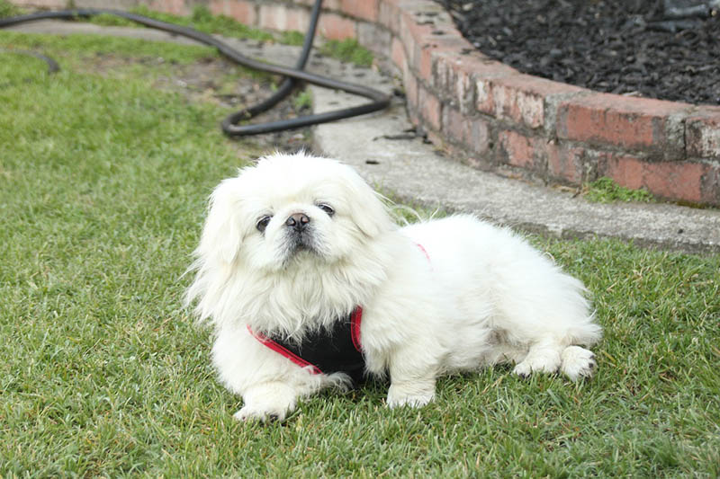 white pekingese