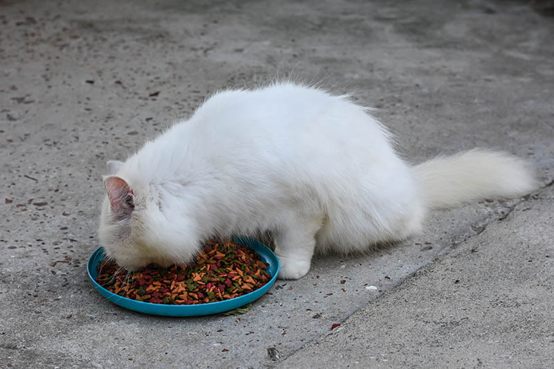 White Persian Ragdoll mix cat eating dry kibbles
