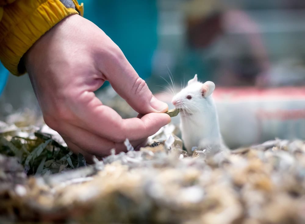 white pet mouse in a cage full of shredded paper