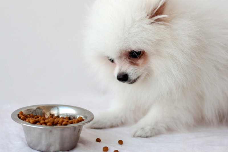white pomeranian puppy eating