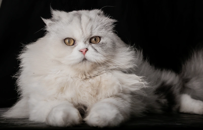 white scottish fold persian cat