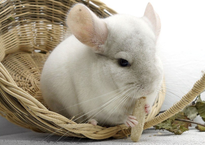 white short-tailed chinchilla
