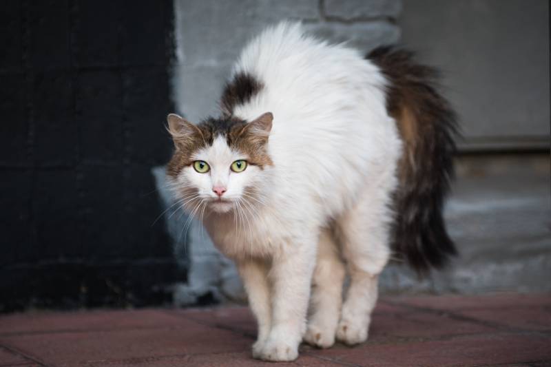 white with black tail domestic cat standing with arched back and hair standing out