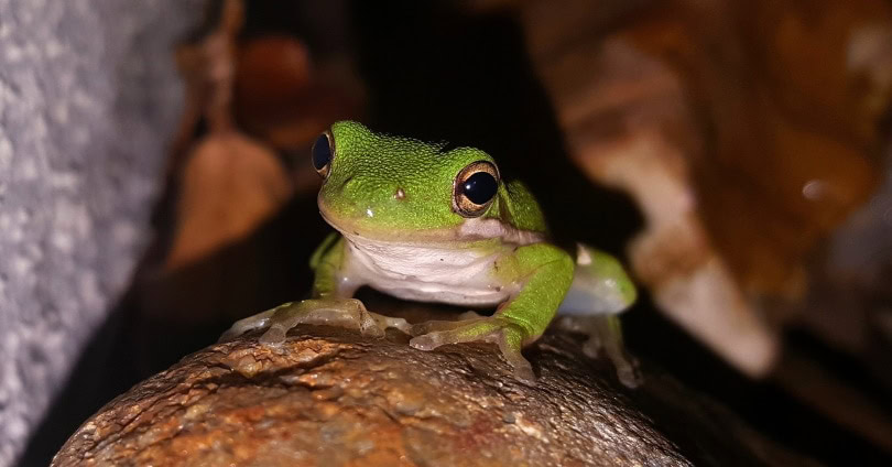 white's tree frog in tank_Piqsels