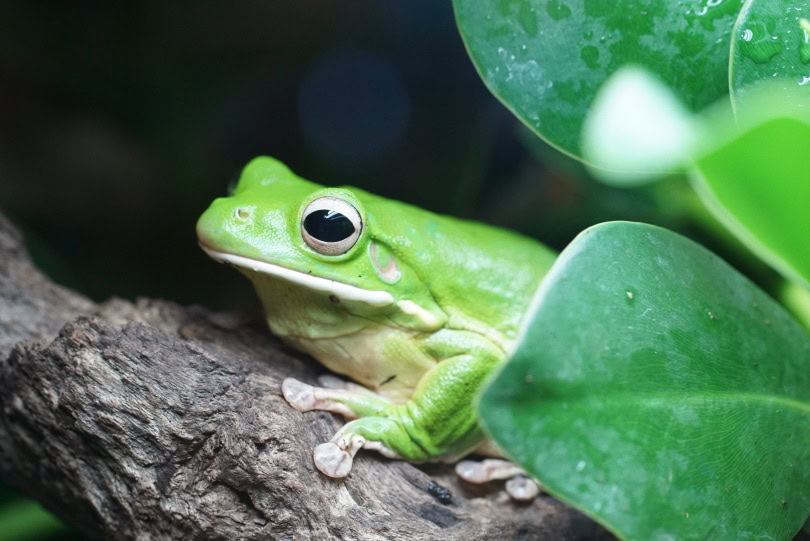 white's tree frog in wood_Piqsels