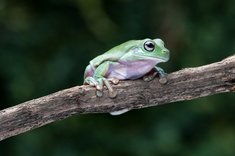 white's tree frog_Frank B Yuwono_Shutterstock