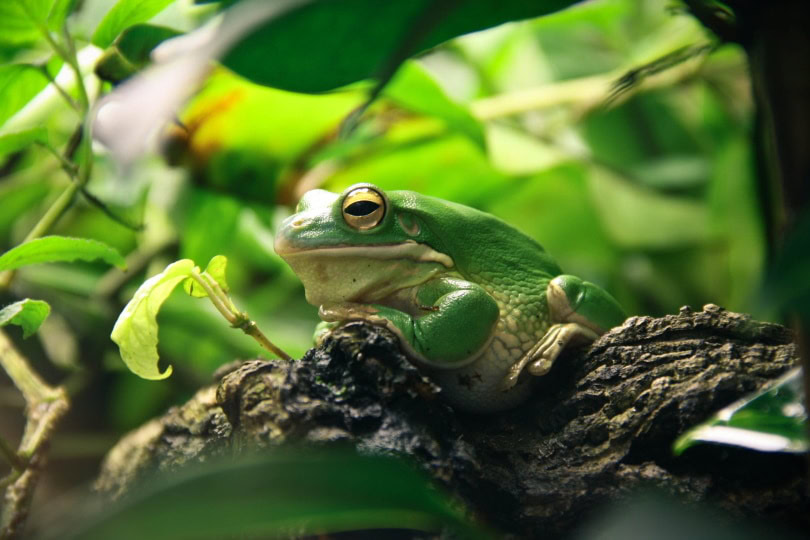 white's tree frog_Piqsels