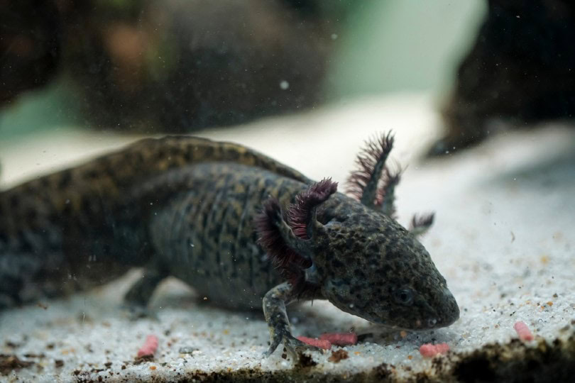 wild axolotl