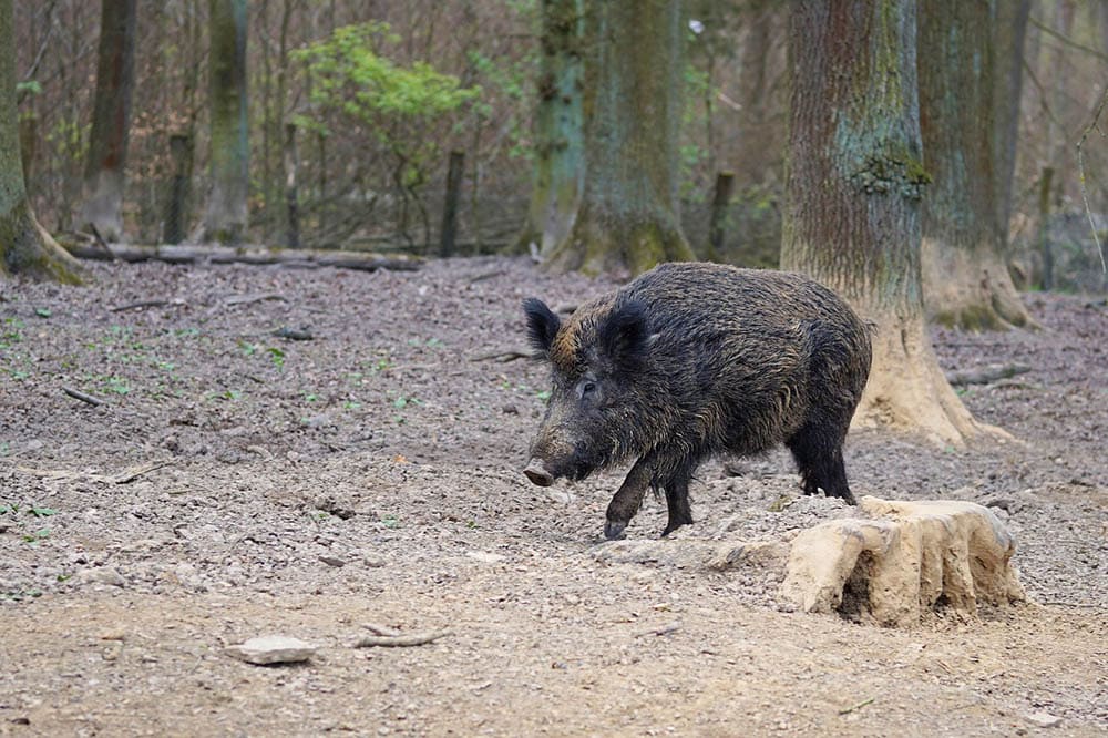 wild boar