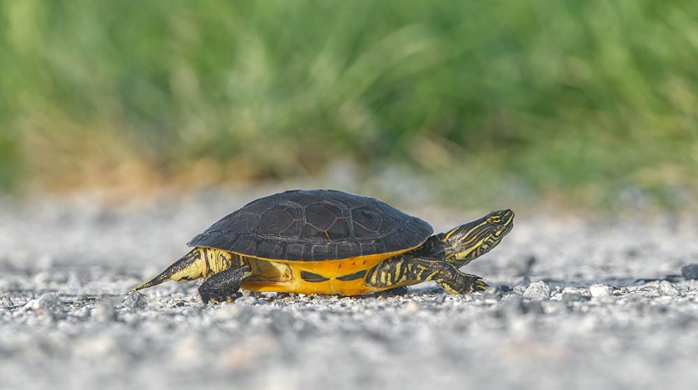 Wild Florida chicken turtle