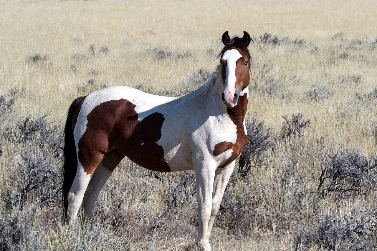 wild horse