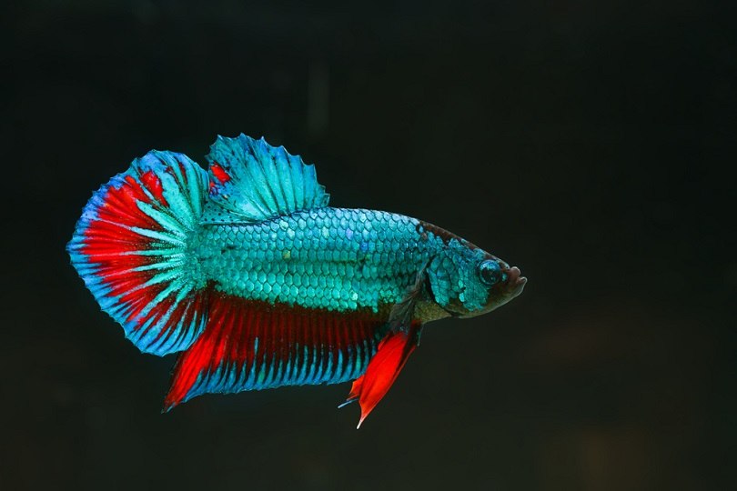 wild type Siamese Fighting Fish_Skynavin_shutterstock