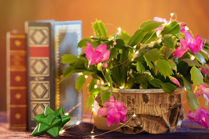 winter Cactus (Schlumbergera bridgesii)