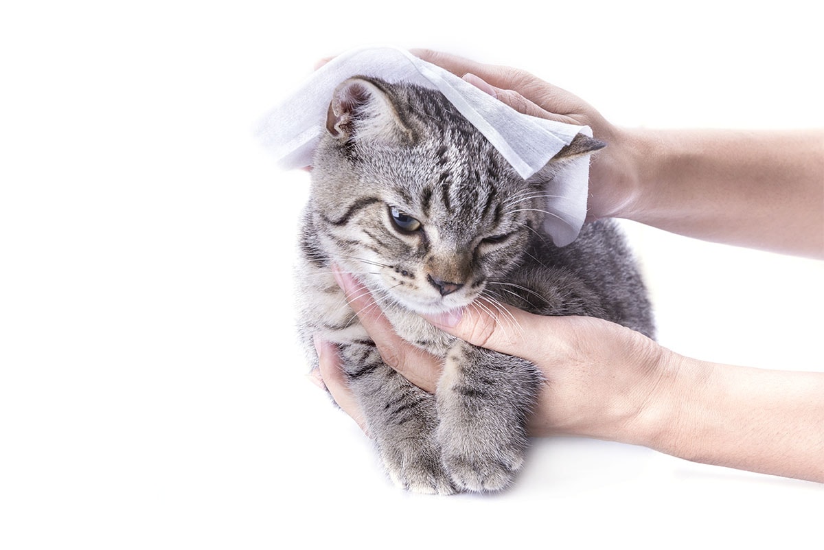 wiping cat with cat wipes