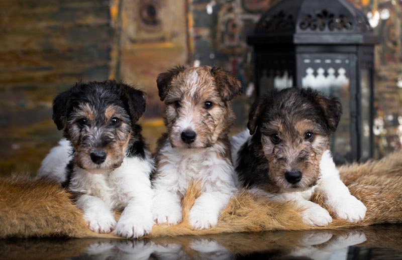 wire fox terrier puppies