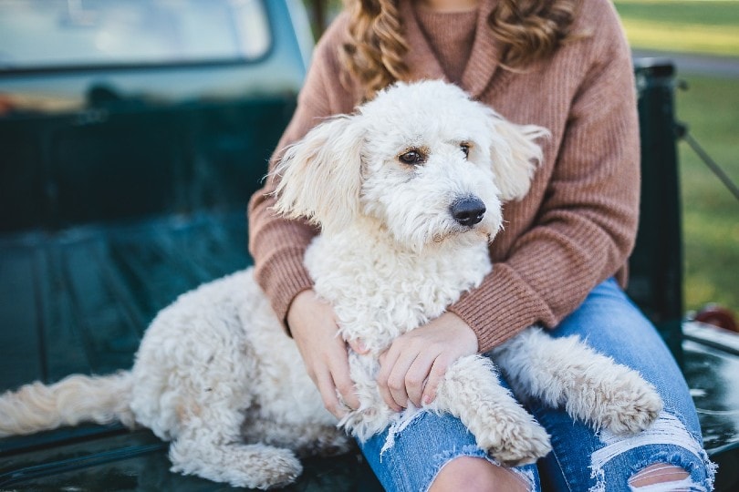 woman and her pet dog at the back of a truck