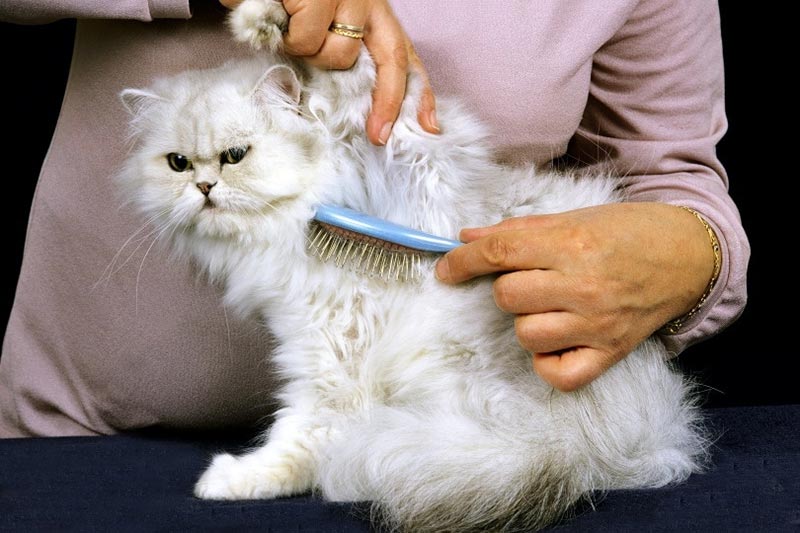 woman brushing persian cat's coat