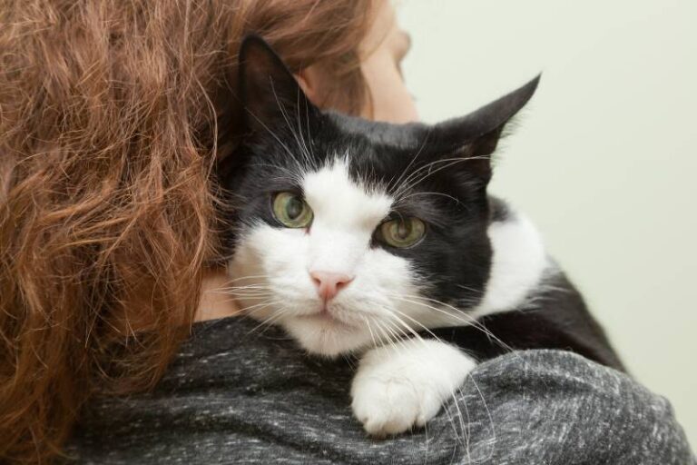 Feline Stress Relief Through Human Assistant Pet Care Reference: Do Cats Know When We Re Stressed Feline Sense Explained