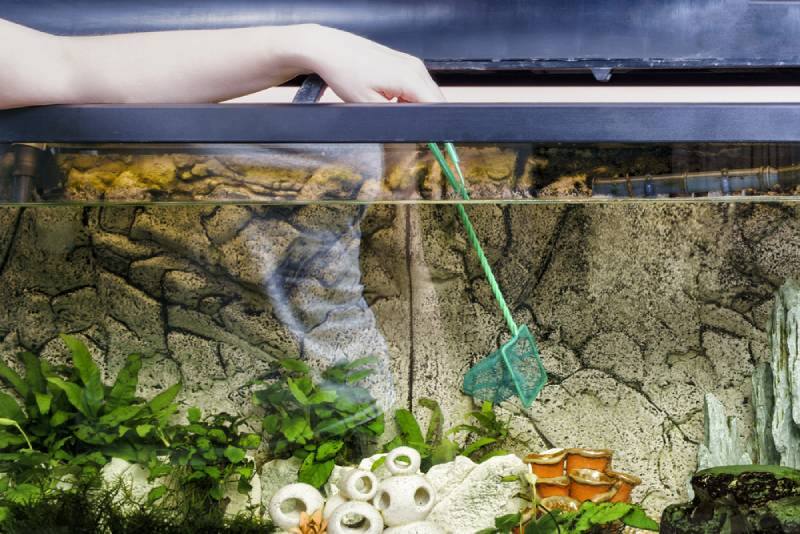woman cleaning her aquarium tank using a fishing net scoop