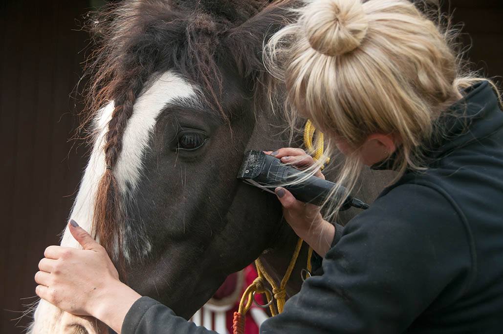 woman clipping a horse