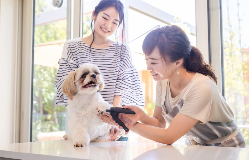 woman cutting Shih Tzu dog's nails