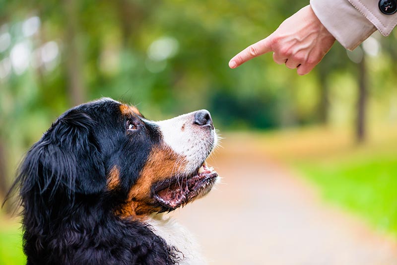 woman doing obedience training with bernese dog