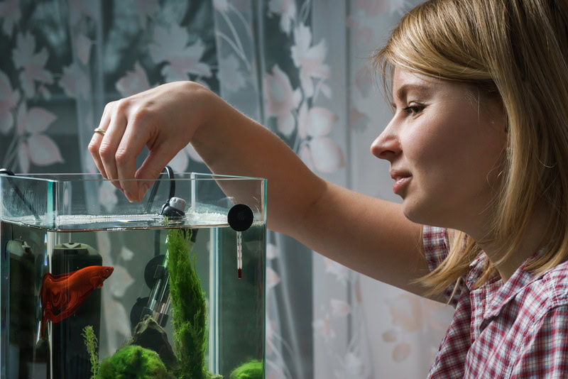 woman feeding betta fish