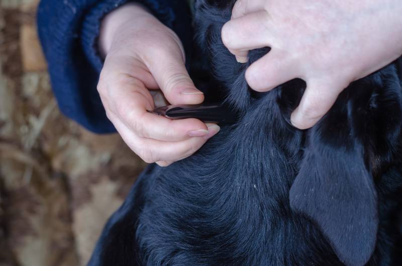 woman hand applies Dog Flea Tick Drops to the skin of a cute red mixed breed dog
