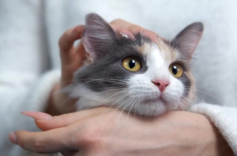 Picture of Why Does My Cat Purr All the Time & Is It Normal? Vet-Verified Facts ...