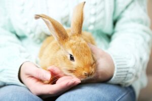 Does a Pet Rabbit Bite? 4 Vet-Reviewed Reasons For This Behavior | The ...