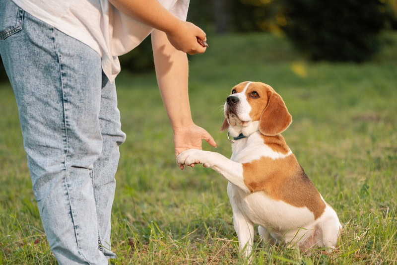 woman holding dog paw