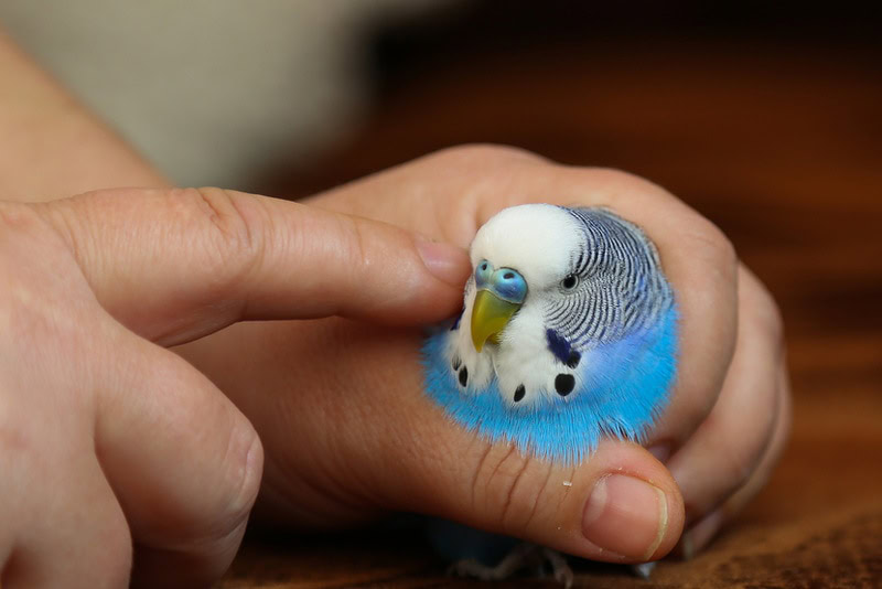 woman holding parakeet